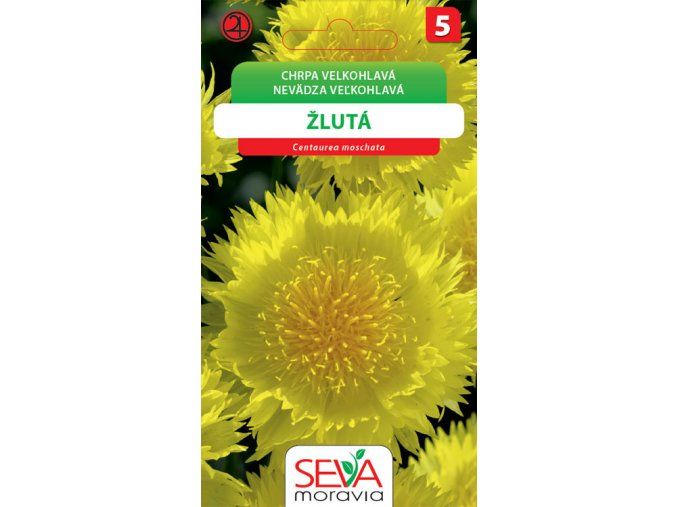 Chrpa velkohlavá žlutá 0.6 g