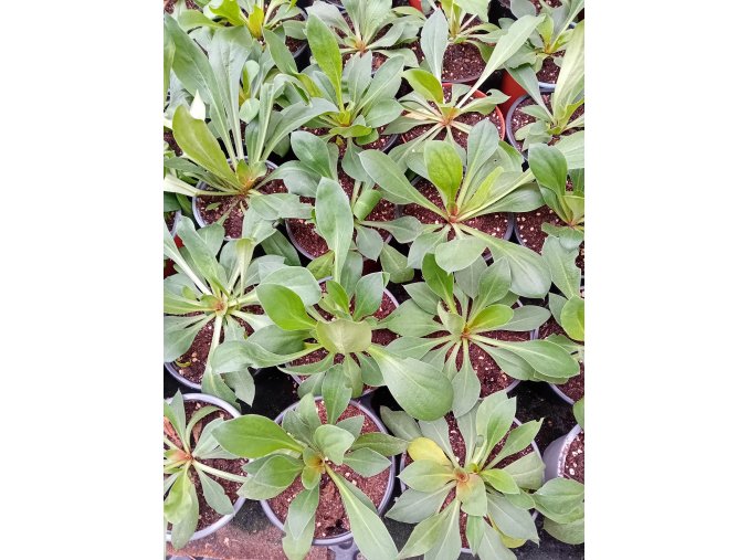 STATICE TATARIKA - SUCHOBÝL TATARSKÝ květník 9 cm