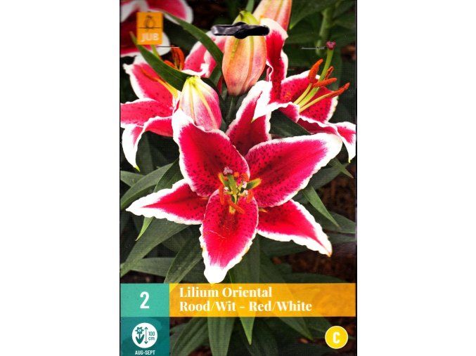 Lilie orientalni Red White 2 cibule cerveno bila karta
