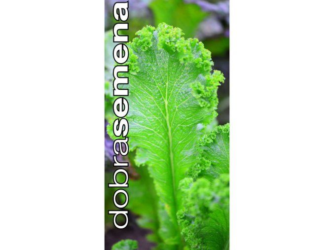 southern giant mustard listova horcice 2 g