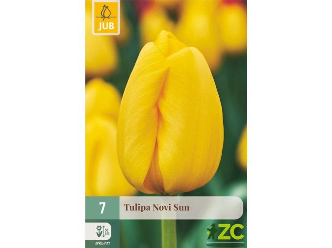 Karta Tulipán Novi Sun (7 cibulí)