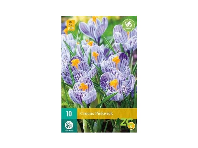 Karta Krokus Pickwick (10 cibulí)