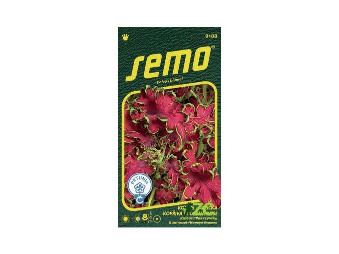 koleus-africka-kopriva-colocha-rose-40-p
