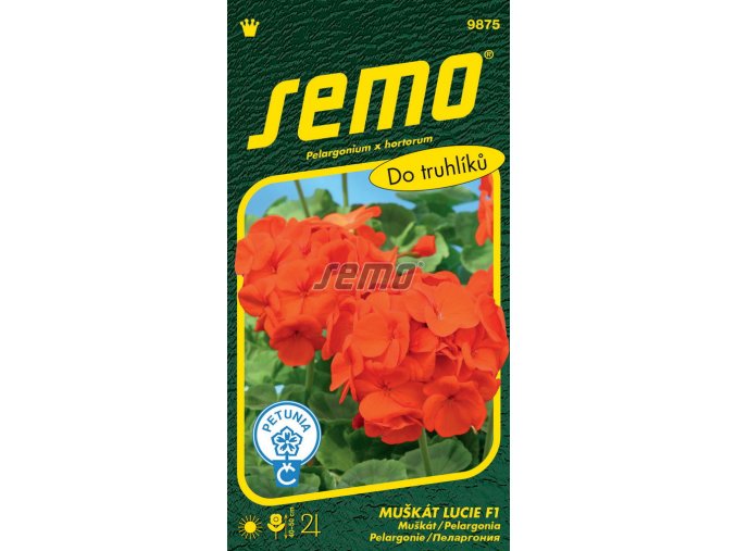 9875 semo kvetiny trvalky muskat paskaty lucie