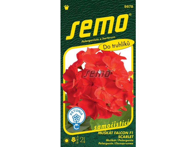 pelargonie-paskata-falcon-f1-scarlet