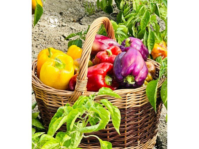 paprika-rocni-sladka-menavka-24s