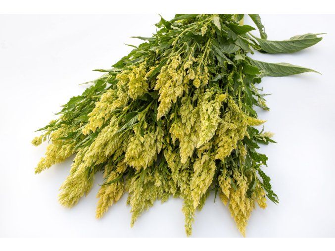 nevadlec sylphid 25s
