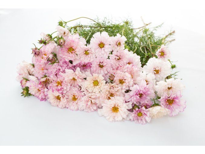 krasenka double click bicolor pink