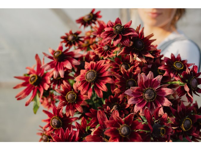 rudbekie cherry brandy 30s