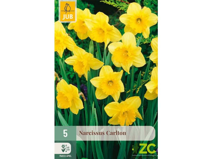 karta narcis carlton 5 cibuli