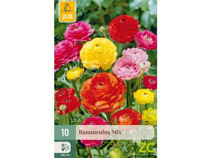 Karta Pryskyřník Ranunculus Mix (10 cibulí)