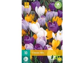 Karta Krokus Large Flowering Mix (10 cibulí)