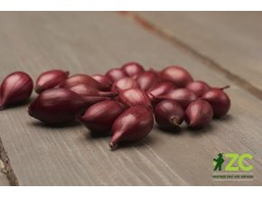 sazecka cibule ozima cervena akado