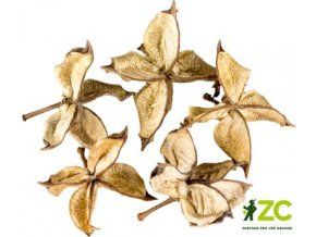 dekorace cotton flower 5 ks