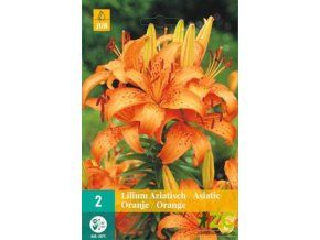 lilie asiatic orange