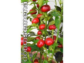 trinidad hot cherry 15 ks paprika rocni