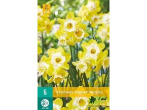 Karta Narcis Hunter Sunrise (5 cibulí)