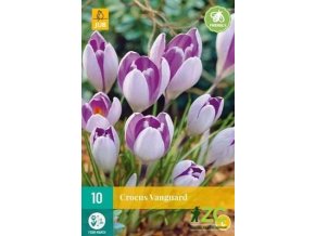 Karta Krokus Vanguard (10 cibulí)