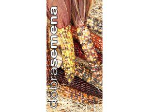 kukurice-attraction-f1-okrasna-4-g