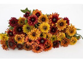 rudbekie-sahara-30s