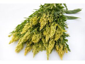 nevadlec sylphid 25s