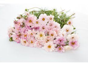 krasenka double click bicolor pink