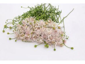 dididscus lacy pink 100s