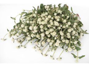pestrovka ping pong white 25s
