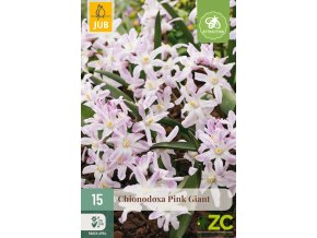 ladonicka chionodoxa pink giant 15 cibuli