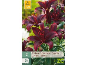 karta lilie asiatic black 2 cibule
