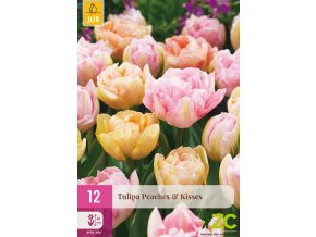 Karta XXL Tulipán Peaches & Kisses (12 cibulí)