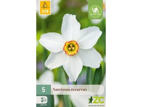 Karta - Narcis - Recurvus (5 cibulí) "B+"