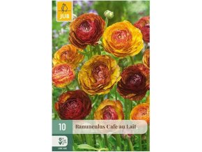 Karta Pryskyřník Ranunculus Cafe Au Lait (10 cibulí