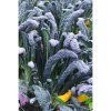 KAPUSTA NERO DI TOSCANA - LISTOVÁ 0,5 g