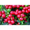 PAPRIKA ROČNÍ CILIEGIA PICCANTE chilli 0,3 g2