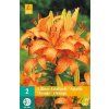 lilie asiatic orange