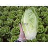 salat gelbus rimsky 0 7 g2