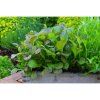 red giant mustard listova horcice 2 g1