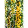rajce tyckove appleberry yellow f1 6 s 1