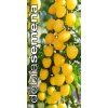 rajce tyckove appleberry yellow f1 6 s