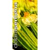 bio costata romanesca 10 s
