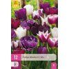Karta XXL Tulipán Blueberry Mix (12 cibulí)
