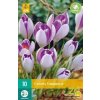 Karta Krokus Vanguard (10 cibulí)