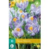Karta Krokus Pickwick (10 cibulí)