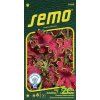 koleus-africka-kopriva-colocha-rose-40-p