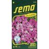 petunie mnohokveta dot star deep pink f1 40 p