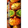 kiwano-rohata-okurka-10s