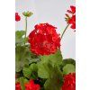 pelargonie-paskata-falcon-f1-scarlet