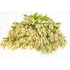 nevadlec-celway-white-30s