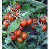 rajce-tyckove-divoke-havajske--hawaiian-currant--20s